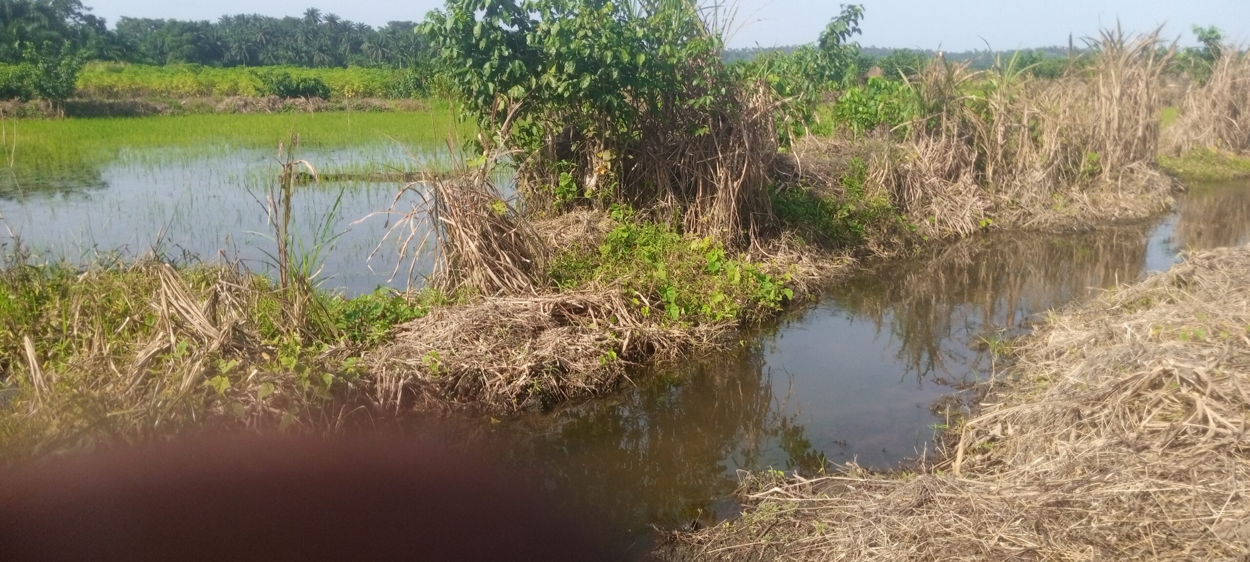 Bushy rice farm ready to be cleared for seasonal planting