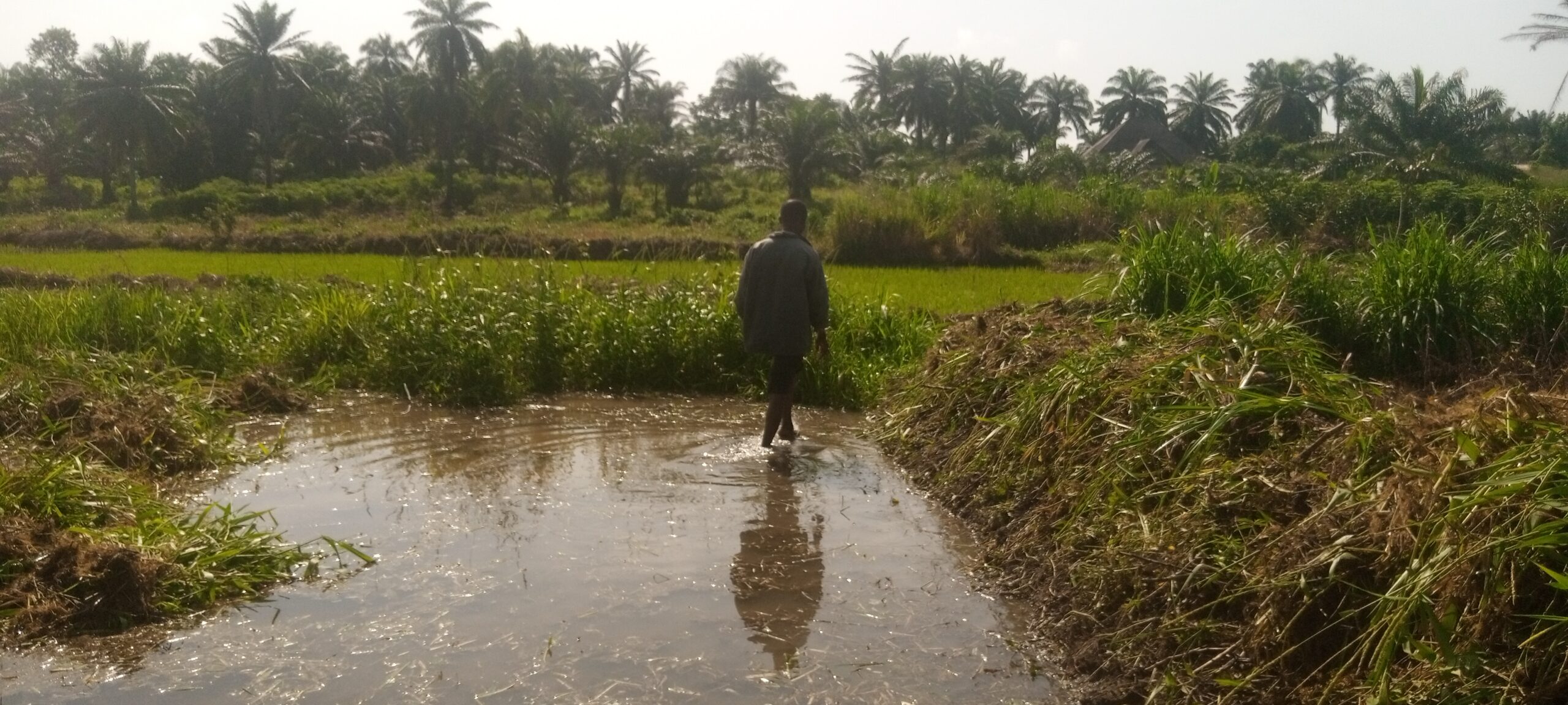 Mr Udofia in his rice farm