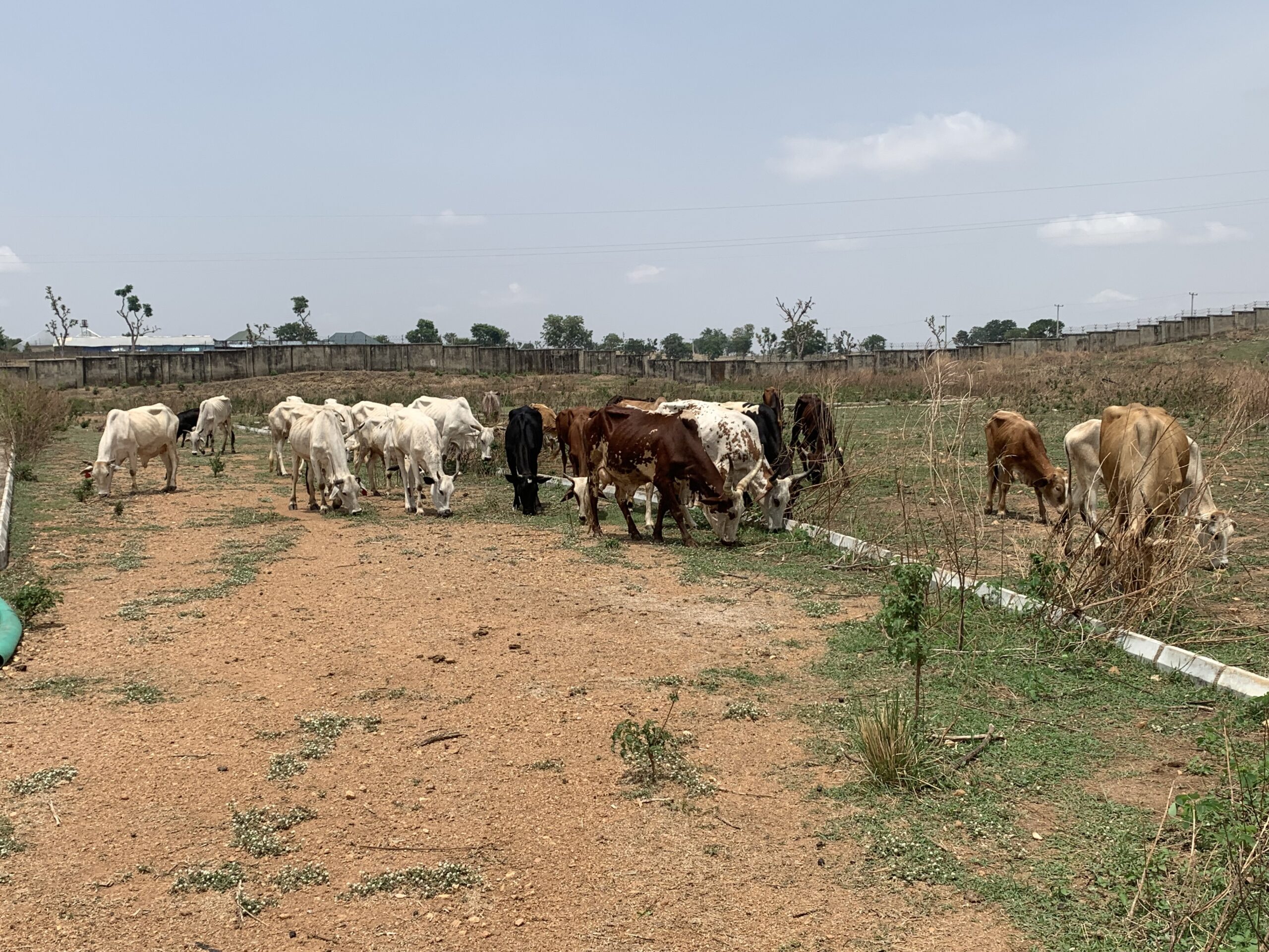 A herd of cattle at Arwaski Farms, a dairy farm in Nasarawa