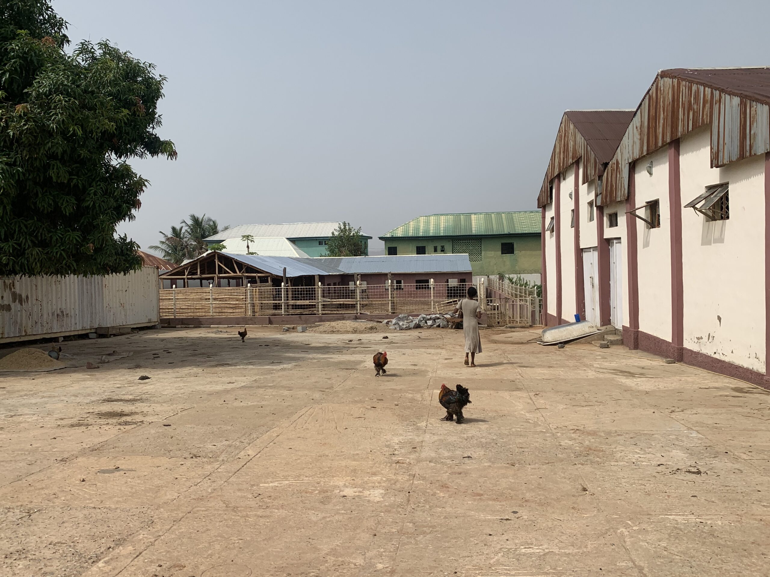 A dairy farm in Abuja