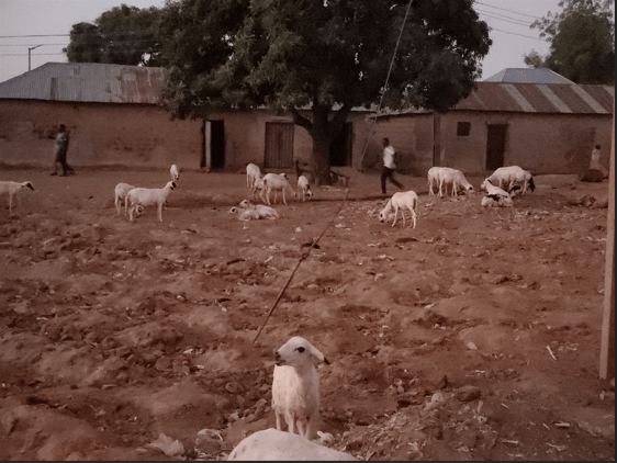 Cattle on a farmland in Damau. Photo Credit: Cole Praise/DUBAWA.